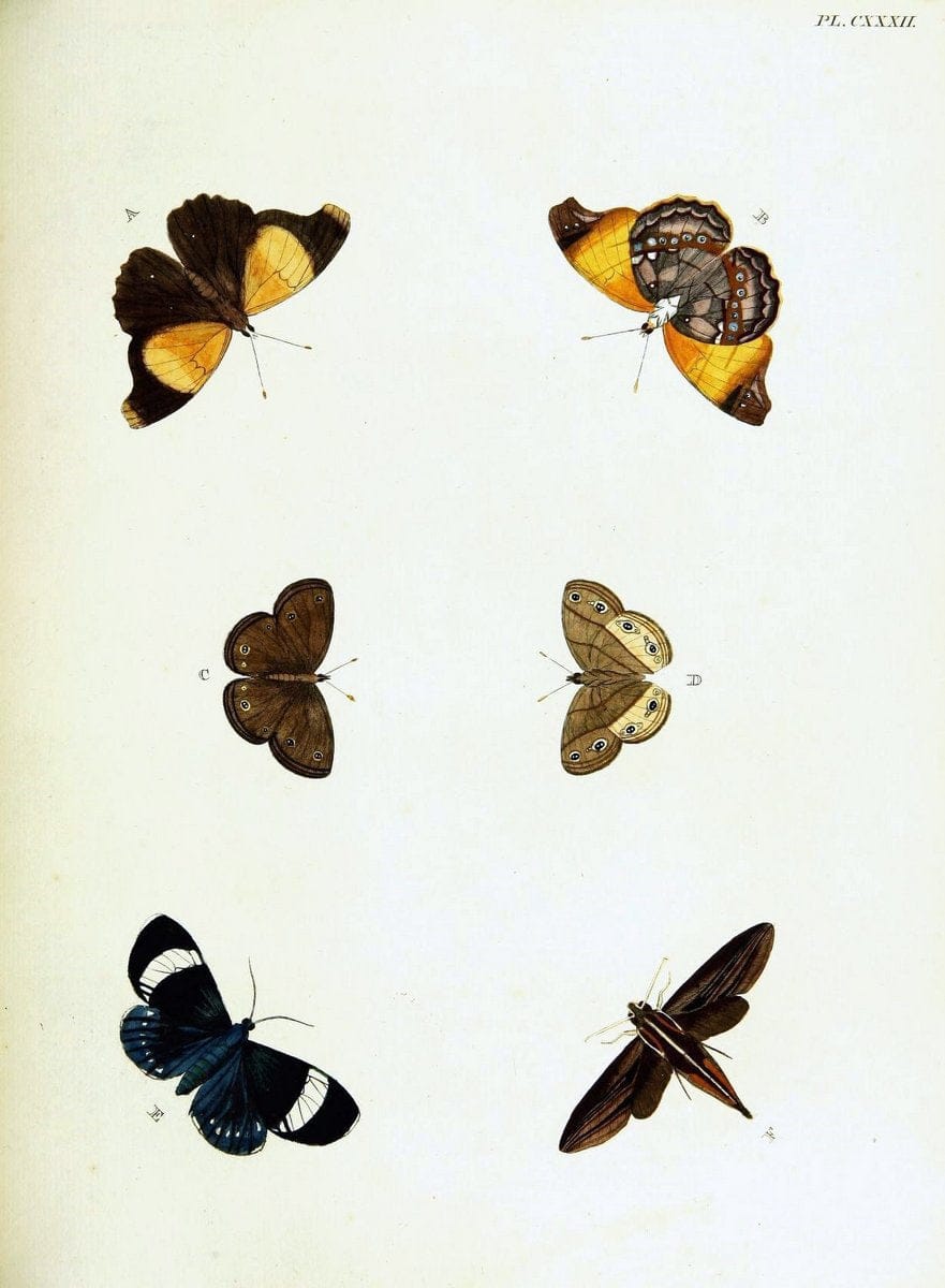 De uitlandsche kapellen voorkomende in de drie waereld-deelen, Asia, Africa en America,. | Africa America Asia Lepidoptera Surinam "Cornell University Library" | Vintage Print Reproduction 466728