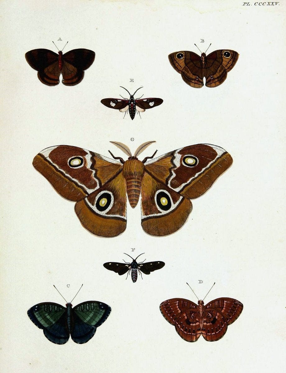 De uitlandsche kapellen voorkomende in de drie waereld-deelen, Asia, Africa en America,. | Africa America Asia Lepidoptera Surinam "Cornell University Library" | Vintage Print Reproduction 466729