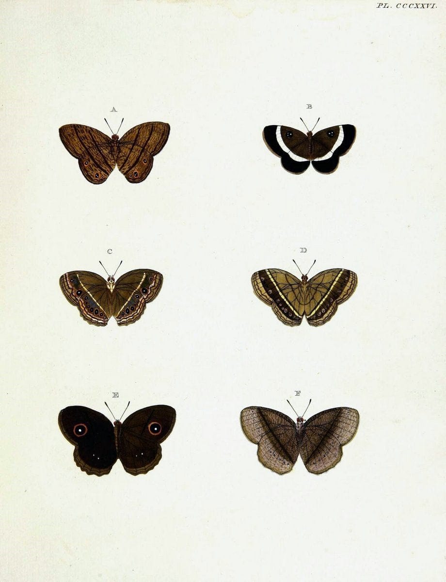 De uitlandsche kapellen voorkomende in de drie waereld-deelen, Asia, Africa en America,. | Africa America Asia Lepidoptera Surinam "Cornell University Library" | Vintage Print Reproduction 466730