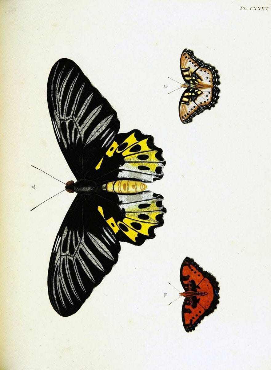 De uitlandsche kapellen voorkomende in de drie waereld-deelen, Asia, Africa en America,. | Africa America Asia Lepidoptera Surinam "Cornell University Library" | Vintage Print Reproduction 466734