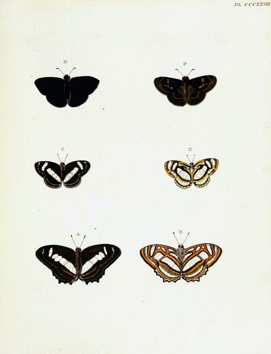 De uitlandsche kapellen voorkomende in de drie waereld-deelen, Asia, Africa en America,. | Africa America Asia Lepidoptera Surinam "Cornell University Library" | Vintage Print Reproduction 466735