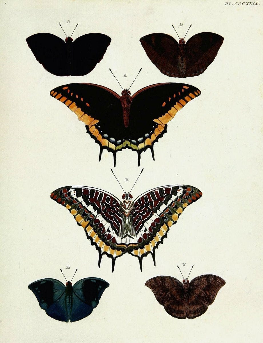 De uitlandsche kapellen voorkomende in de drie waereld-deelen, Asia, Africa en America,. | Africa America Asia Lepidoptera Surinam "Cornell University Library" | Vintage Print Reproduction 466737