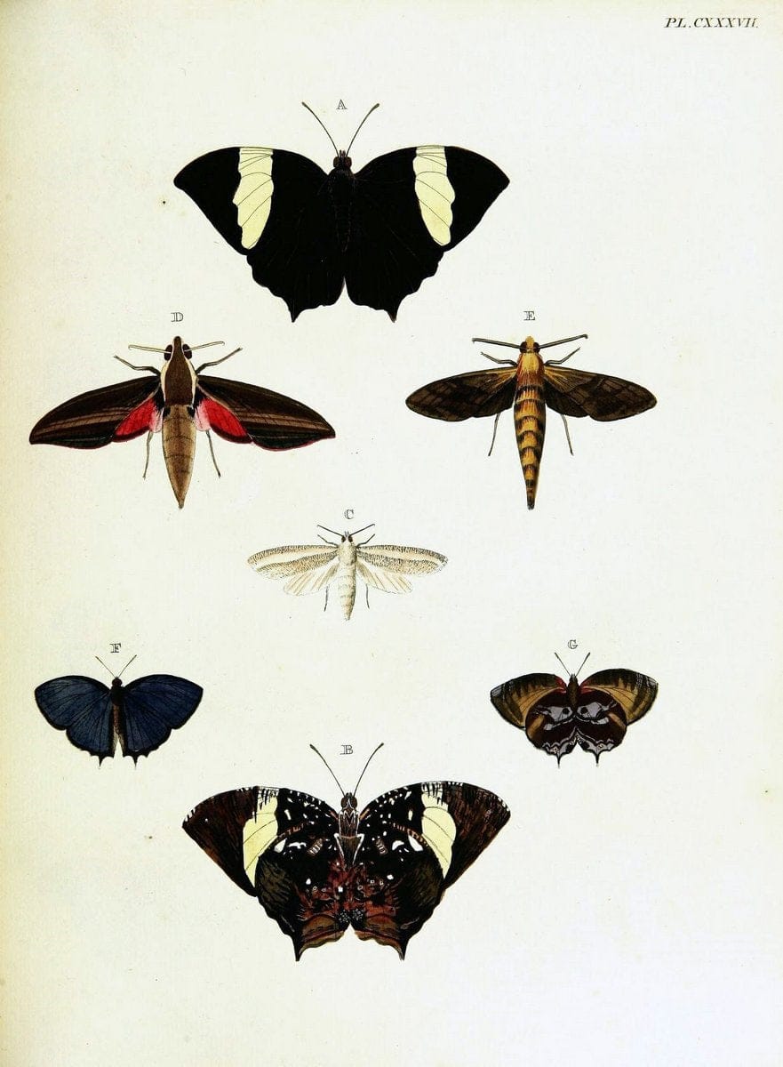 De uitlandsche kapellen voorkomende in de drie waereld-deelen, Asia, Africa en America,. | Africa America Asia Lepidoptera Surinam "Cornell University Library" | Vintage Print Reproduction 466738