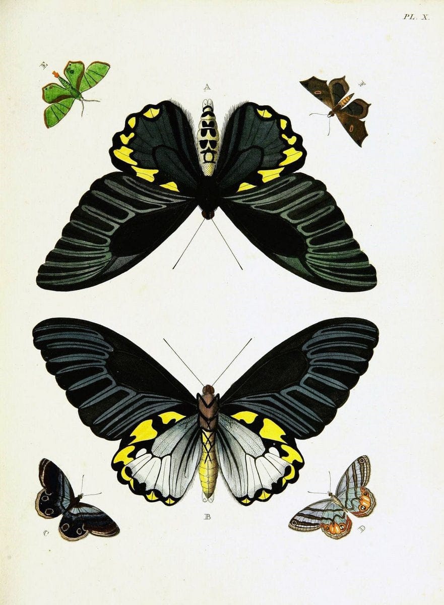 De uitlandsche kapellen voorkomende in de drie waereld-deelen, Asia, Africa en America,. | Africa America Asia Lepidoptera Surinam "Cornell University Library" | Vintage Print Reproduction 466744