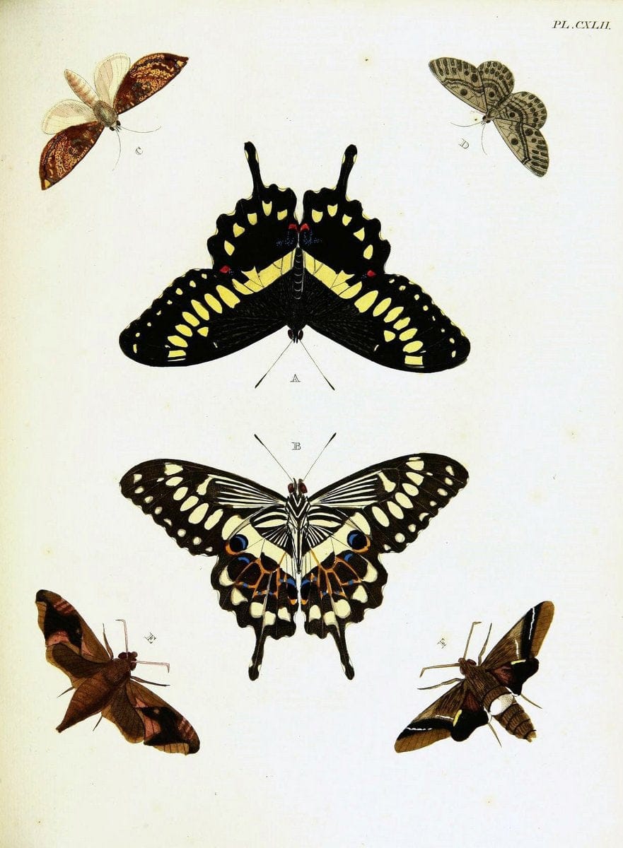 De uitlandsche kapellen voorkomende in de drie waereld-deelen, Asia, Africa en America,. | Africa America Asia Lepidoptera Surinam "Cornell University Library" | Vintage Print Reproduction 466750