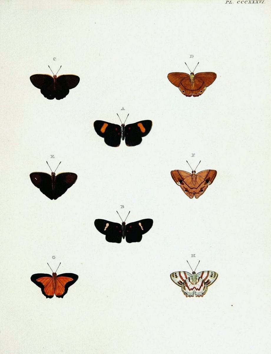De uitlandsche kapellen voorkomende in de drie waereld-deelen, Asia, Africa en America,. | Africa America Asia Lepidoptera Surinam "Cornell University Library" | Vintage Print Reproduction 466753