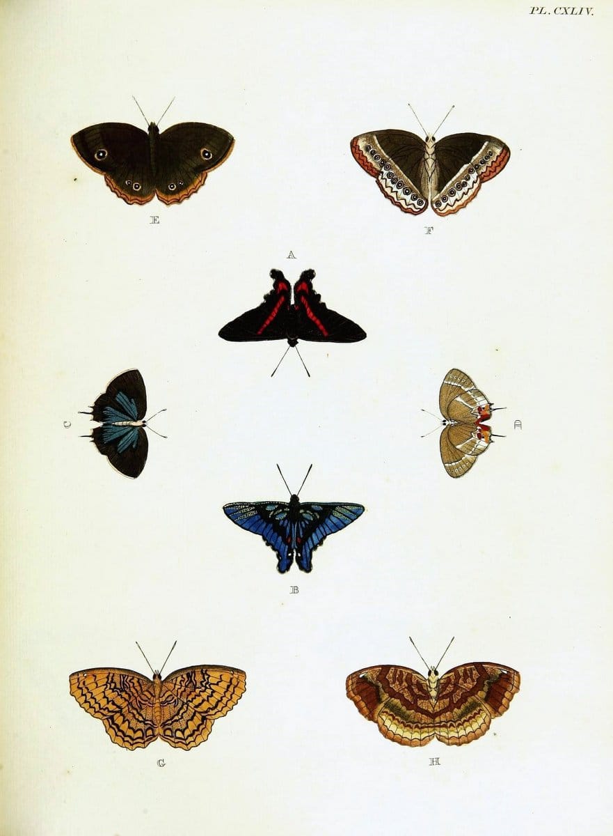 De uitlandsche kapellen voorkomende in de drie waereld-deelen, Asia, Africa en America,. | Africa America Asia Lepidoptera Surinam "Cornell University Library" | Vintage Print Reproduction 466754