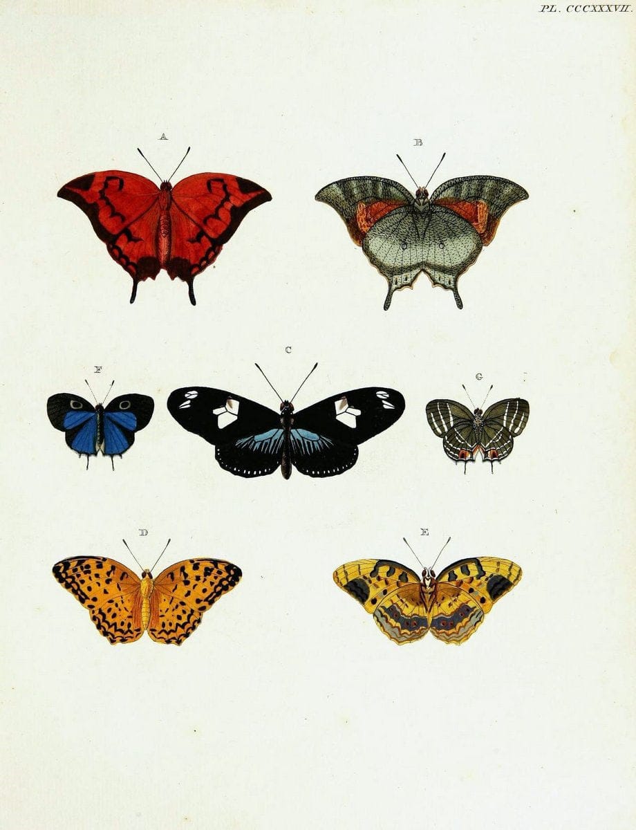 De uitlandsche kapellen voorkomende in de drie waereld-deelen, Asia, Africa en America,. | Africa America Asia Lepidoptera Surinam "Cornell University Library" | Vintage Print Reproduction 466755