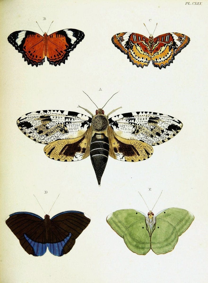 De uitlandsche kapellen voorkomende in de drie waereld-deelen, Asia, Africa en America,. | Africa America Asia Lepidoptera Surinam "Cornell University Library" | Vintage Print Reproduction 466756
