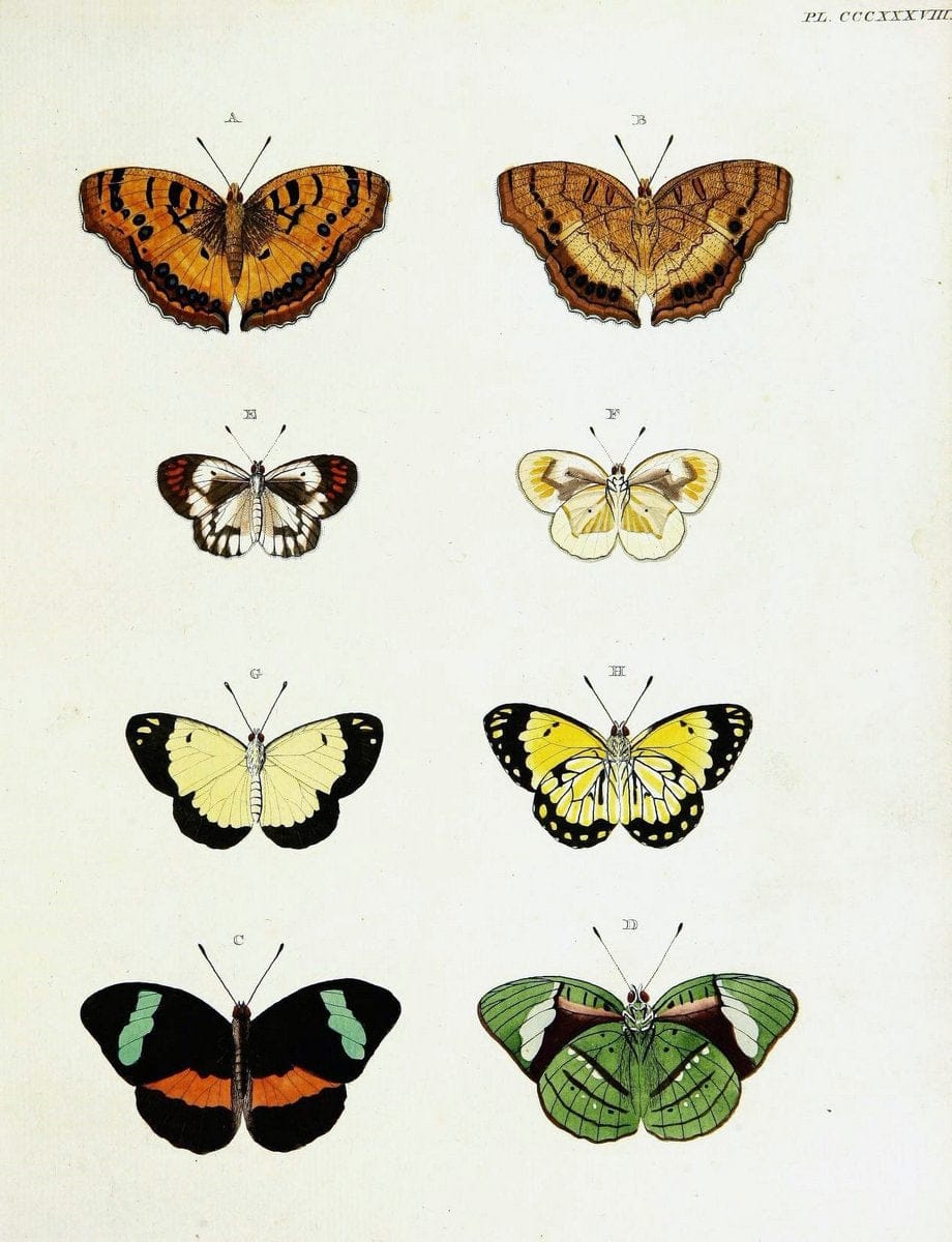 De uitlandsche kapellen voorkomende in de drie waereld-deelen, Asia, Africa en America,. | Africa America Asia Lepidoptera Surinam "Cornell University Library" | Vintage Print Reproduction 466757