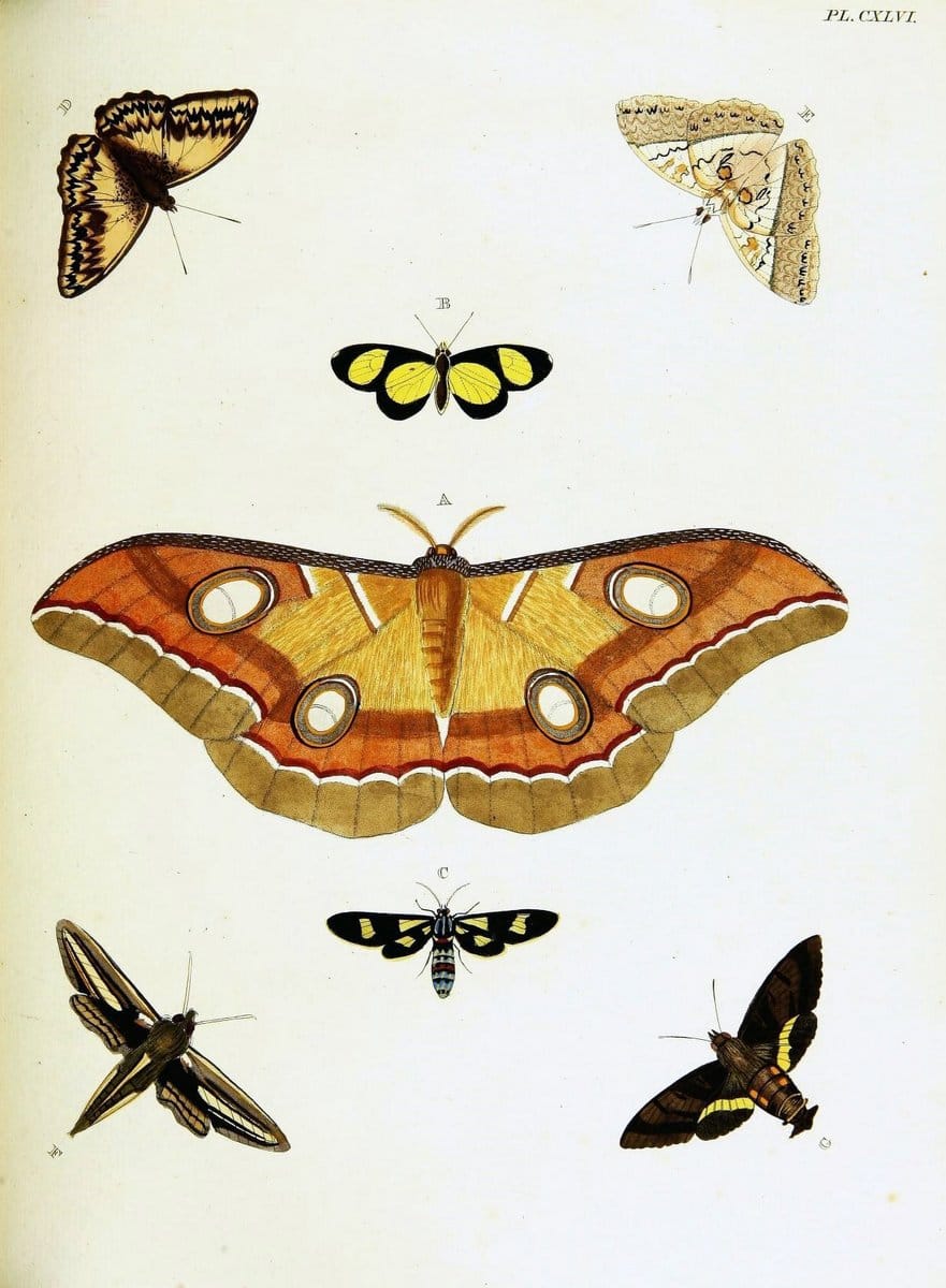 De uitlandsche kapellen voorkomende in de drie waereld-deelen, Asia, Africa en America,. | Africa America Asia Lepidoptera Surinam "Cornell University Library" | Vintage Print Reproduction 466759