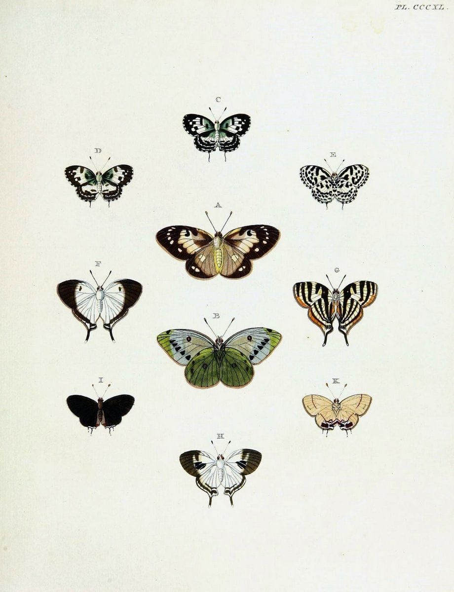 De uitlandsche kapellen voorkomende in de drie waereld-deelen, Asia, Africa en America,. | Africa America Asia Lepidoptera Surinam "Cornell University Library" | Vintage Print Reproduction 466761
