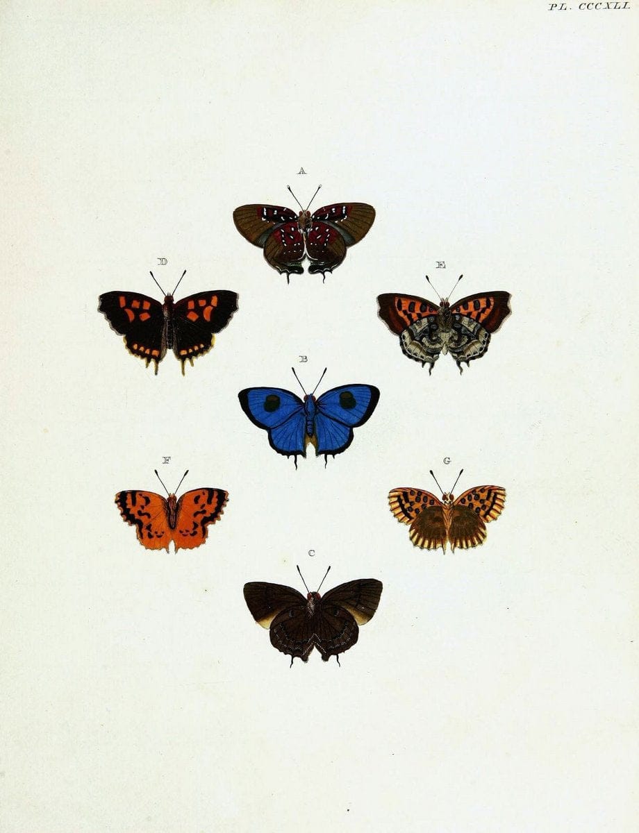 De uitlandsche kapellen voorkomende in de drie waereld-deelen, Asia, Africa en America,. | Africa America Asia Lepidoptera Surinam "Cornell University Library" | Vintage Print Reproduction 466762