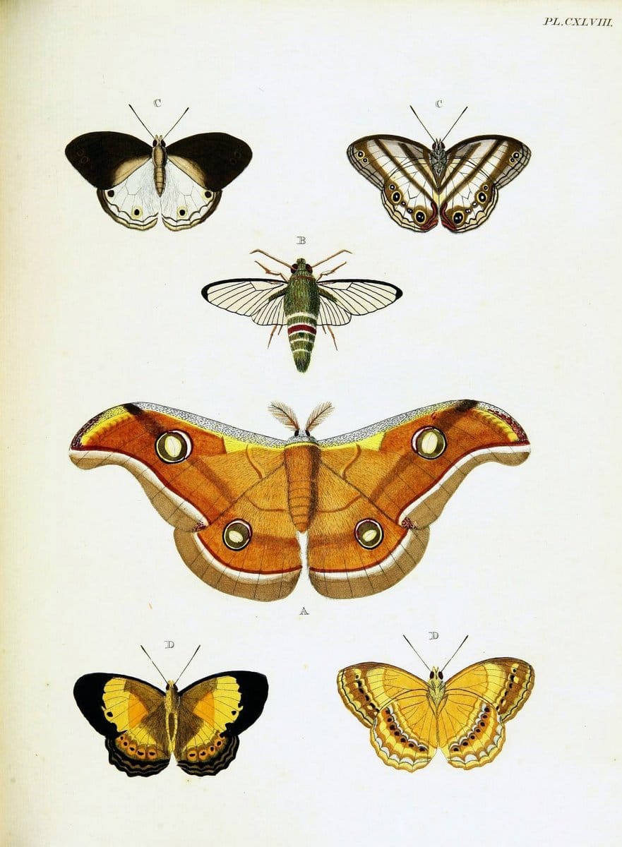 De uitlandsche kapellen voorkomende in de drie waereld-deelen, Asia, Africa en America,. | Africa America Asia Lepidoptera Surinam "Cornell University Library" | Vintage Print Reproduction 466763
