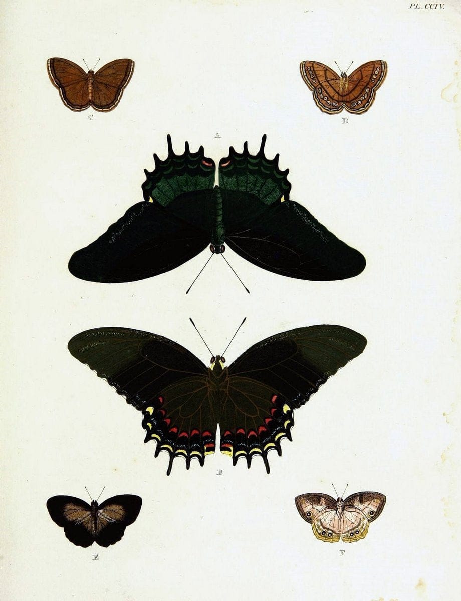 De uitlandsche kapellen voorkomende in de drie waereld-deelen, Asia, Africa en America,. | Africa America Asia Lepidoptera Surinam "Cornell University Library" | Vintage Print Reproduction 466767