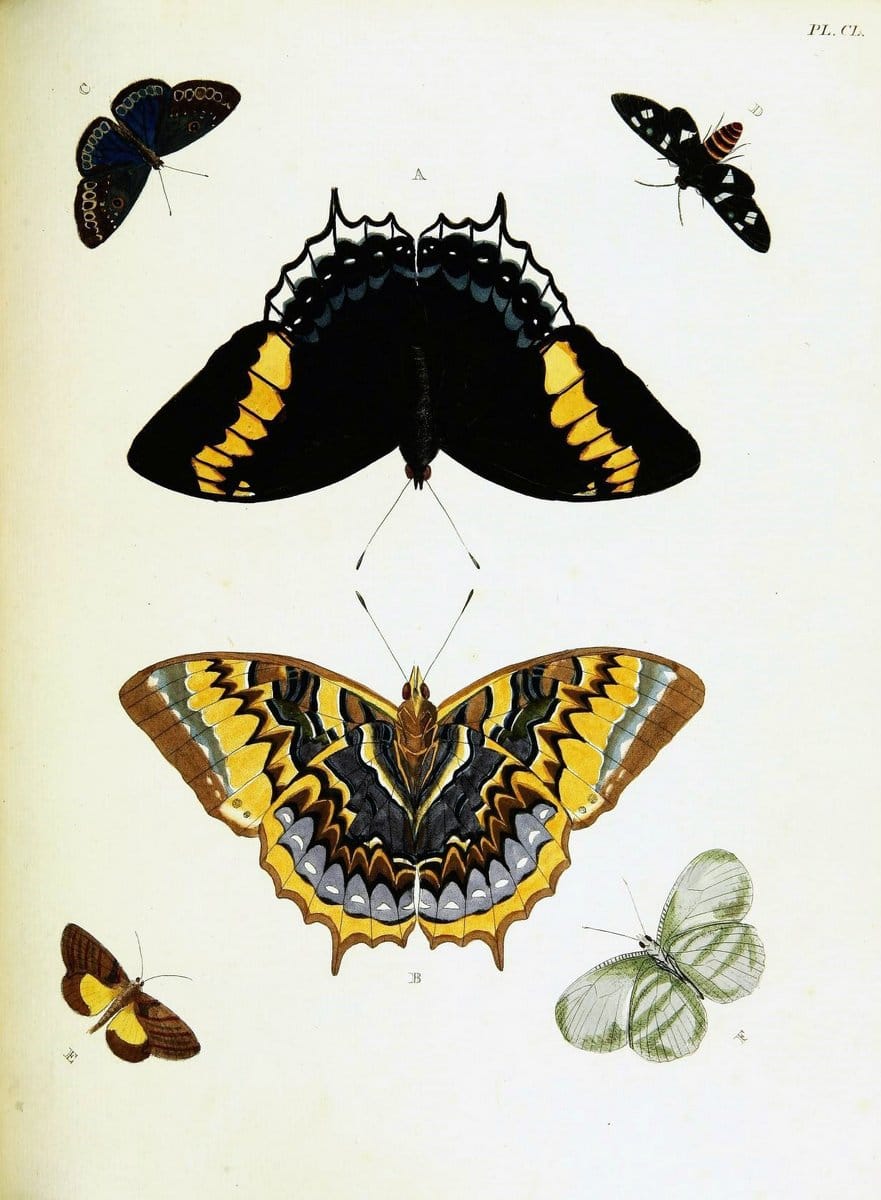 De uitlandsche kapellen voorkomende in de drie waereld-deelen, Asia, Africa en America,. | Africa America Asia Lepidoptera Surinam "Cornell University Library" | Vintage Print Reproduction 466768