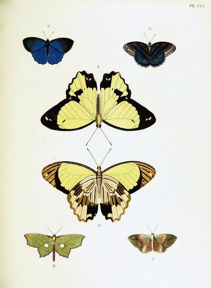 De uitlandsche kapellen voorkomende in de drie waereld-deelen, Asia, Africa en America,. | Africa America Asia Lepidoptera Surinam "Cornell University Library" | Vintage Print Reproduction 466770