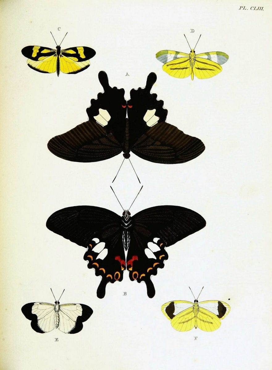 De uitlandsche kapellen voorkomende in de drie waereld-deelen, Asia, Africa en America,. | Africa America Asia Lepidoptera Surinam "Cornell University Library" | Vintage Print Reproduction 466774