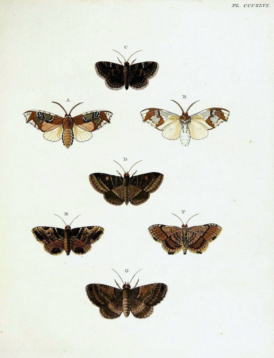 De uitlandsche kapellen voorkomende in de drie waereld-deelen, Asia, Africa en America,. | Africa America Asia Lepidoptera Surinam "Cornell University Library" | Vintage Print Reproduction 466775