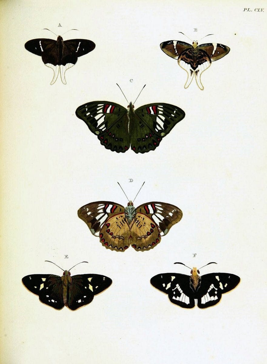 De uitlandsche kapellen voorkomende in de drie waereld-deelen, Asia, Africa en America,. | Africa America Asia Lepidoptera Surinam "Cornell University Library" | Vintage Print Reproduction 466778