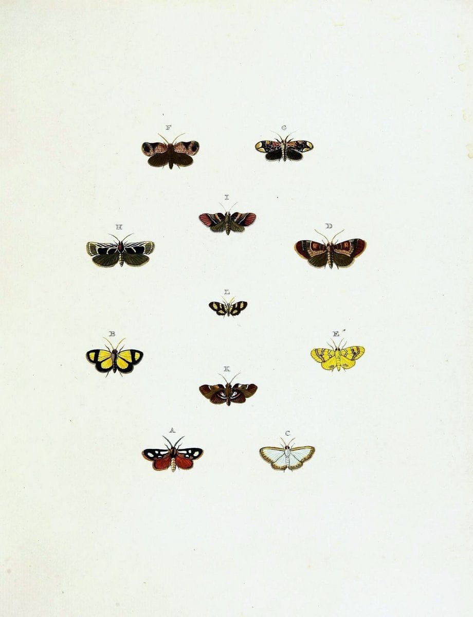 De uitlandsche kapellen voorkomende in de drie waereld-deelen, Asia, Africa en America,. | Africa America Asia Lepidoptera Surinam "Cornell University Library" | Vintage Print Reproduction 466779
