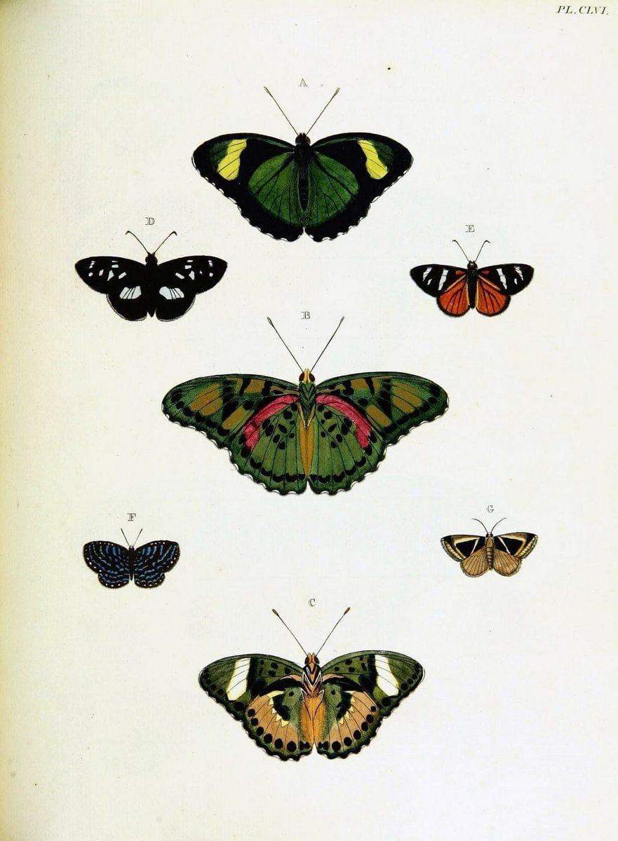 De uitlandsche kapellen voorkomende in de drie waereld-deelen, Asia, Africa en America,. | Africa America Asia Lepidoptera Surinam "Cornell University Library" | Vintage Print Reproduction 466780