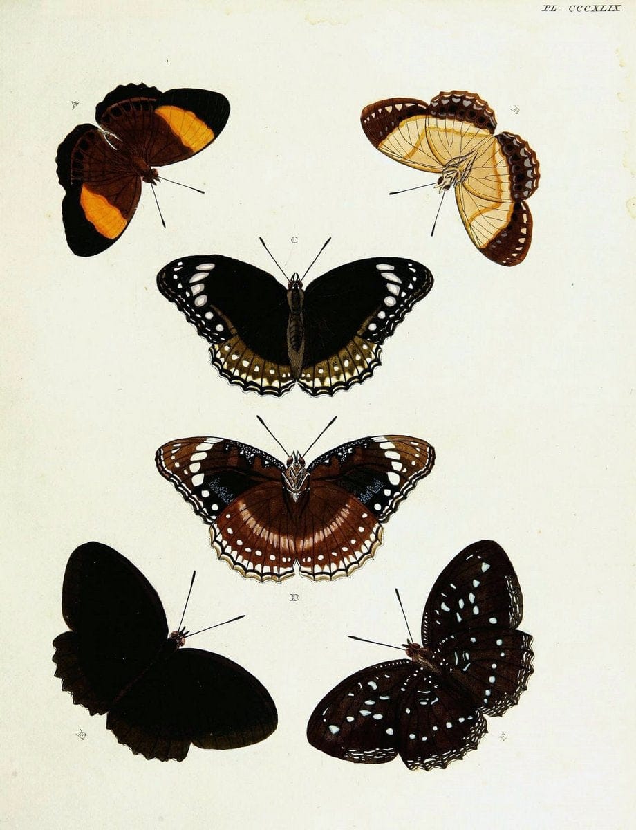 De uitlandsche kapellen voorkomende in de drie waereld-deelen, Asia, Africa en America,. | Africa America Asia Lepidoptera Surinam "Cornell University Library" | Vintage Print Reproduction 466781