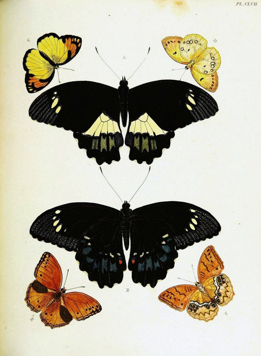 De uitlandsche kapellen voorkomende in de drie waereld-deelen, Asia, Africa en America,. | Africa America Asia Lepidoptera Surinam "Cornell University Library" | Vintage Print Reproduction 466782