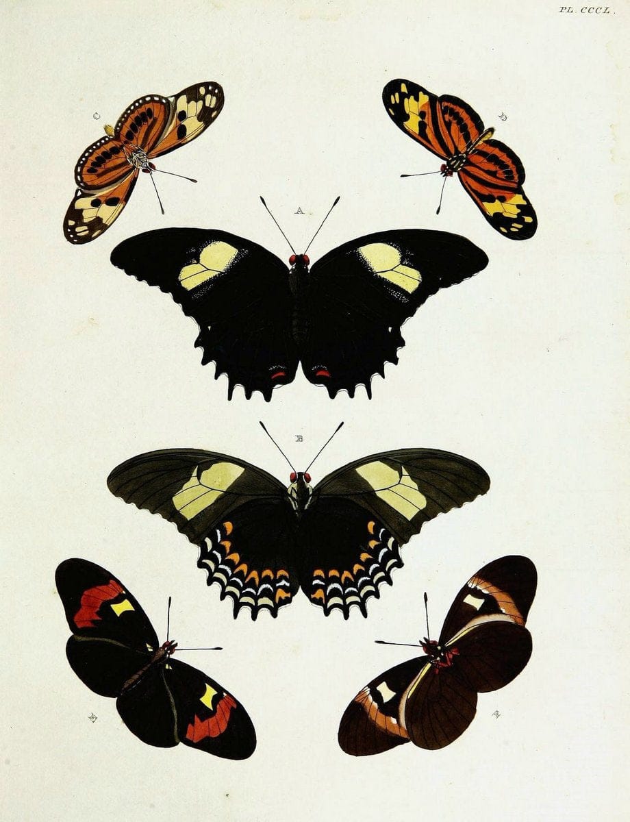 De uitlandsche kapellen voorkomende in de drie waereld-deelen, Asia, Africa en America,. | Africa America Asia Lepidoptera Surinam "Cornell University Library" | Vintage Print Reproduction 466783