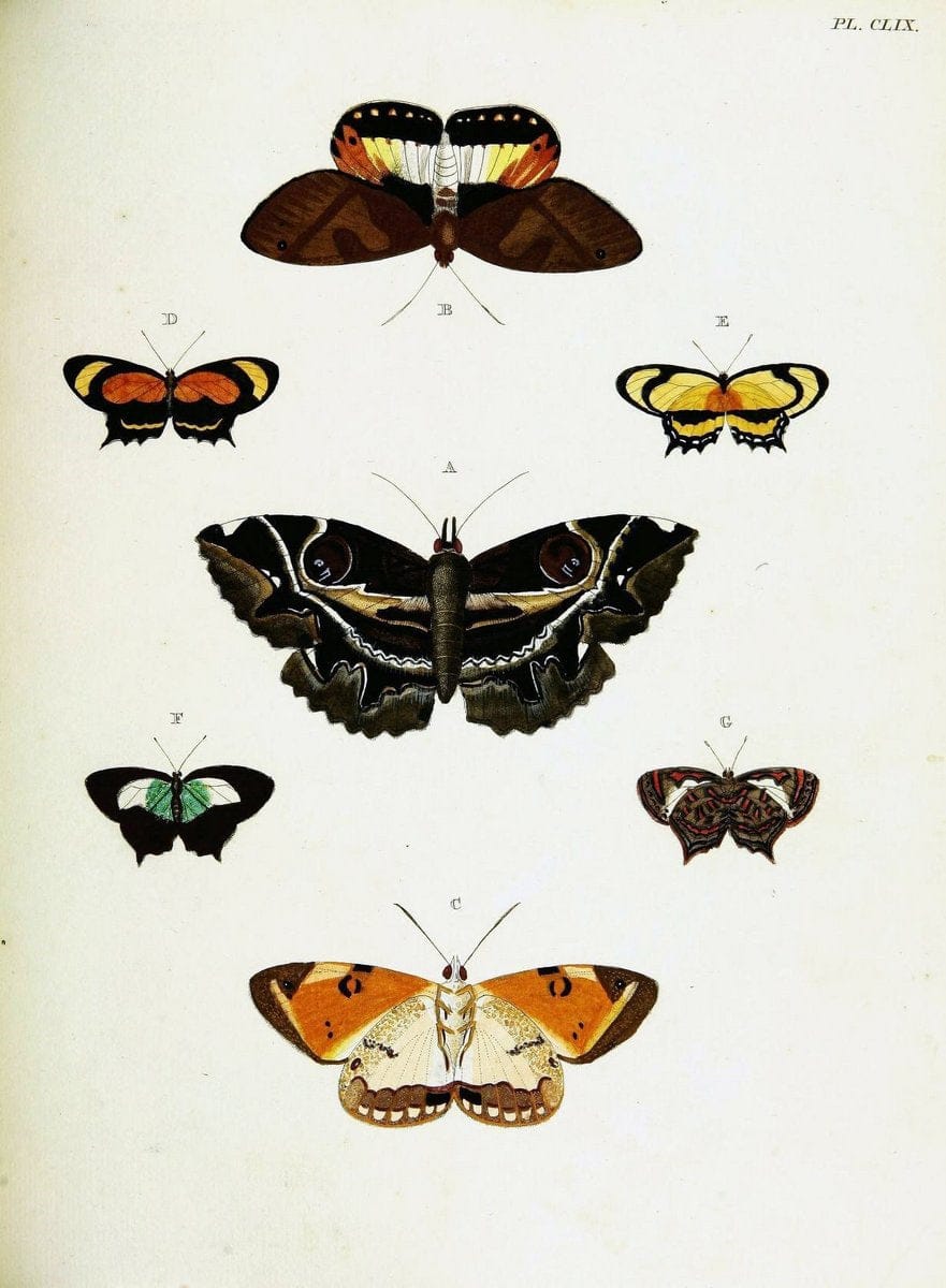 De uitlandsche kapellen voorkomende in de drie waereld-deelen, Asia, Africa en America,. | Africa America Asia Lepidoptera Surinam "Cornell University Library" | Vintage Print Reproduction 466787