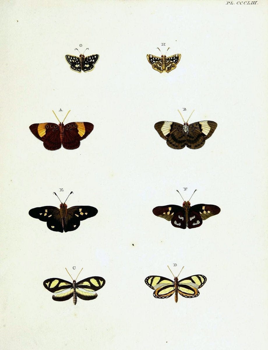 De uitlandsche kapellen voorkomende in de drie waereld-deelen, Asia, Africa en America,. | Africa America Asia Lepidoptera Surinam "Cornell University Library" | Vintage Print Reproduction 466791