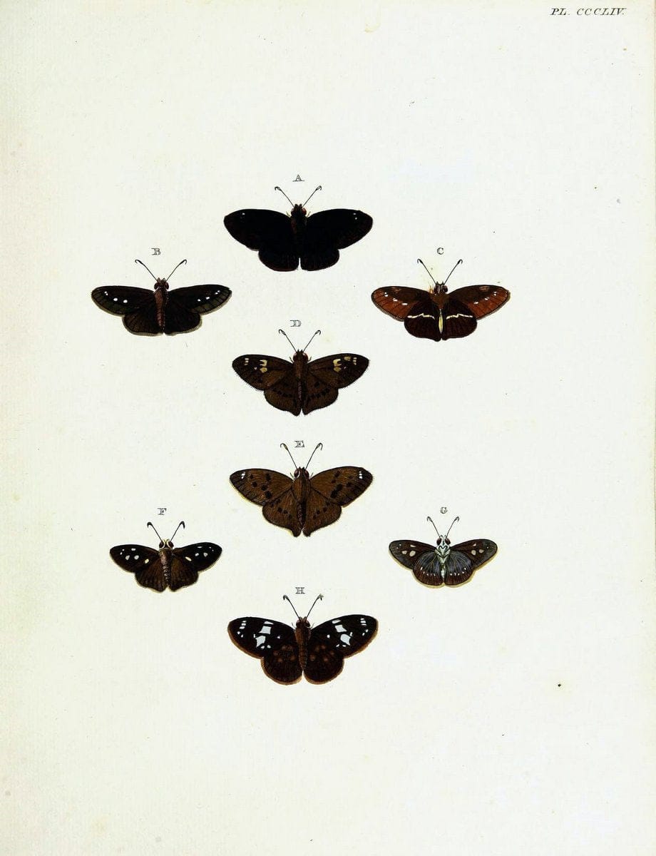 De uitlandsche kapellen voorkomende in de drie waereld-deelen, Asia, Africa en America,. | Africa America Asia Lepidoptera Surinam "Cornell University Library" | Vintage Print Reproduction 466793