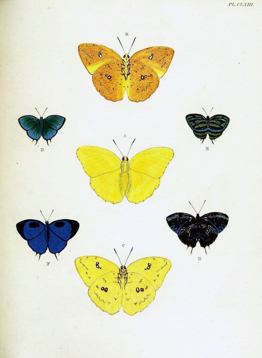 De uitlandsche kapellen voorkomende in de drie waereld-deelen, Asia, Africa en America,. | Africa America Asia Lepidoptera Surinam "Cornell University Library" | Vintage Print Reproduction 466797