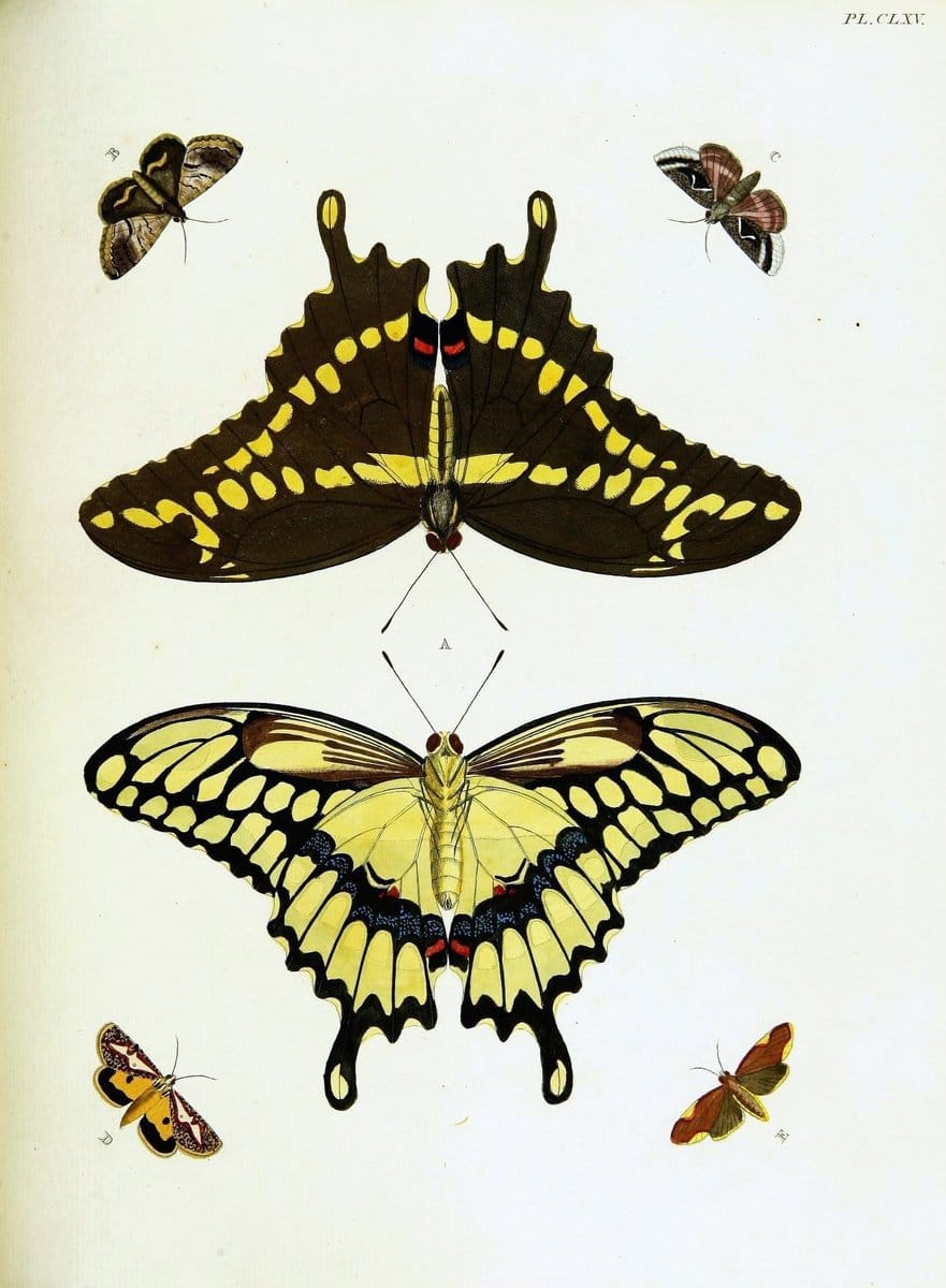 De uitlandsche kapellen voorkomende in de drie waereld-deelen, Asia, Africa en America,. | Africa America Asia Lepidoptera Surinam "Cornell University Library" | Vintage Print Reproduction 466800