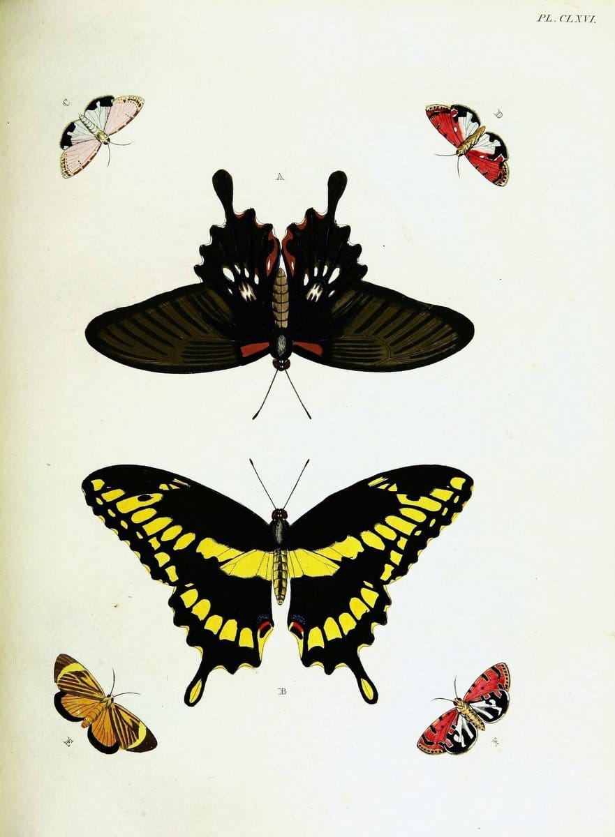 De uitlandsche kapellen voorkomende in de drie waereld-deelen, Asia, Africa en America,. | Africa America Asia Lepidoptera Surinam "Cornell University Library" | Vintage Print Reproduction 466802