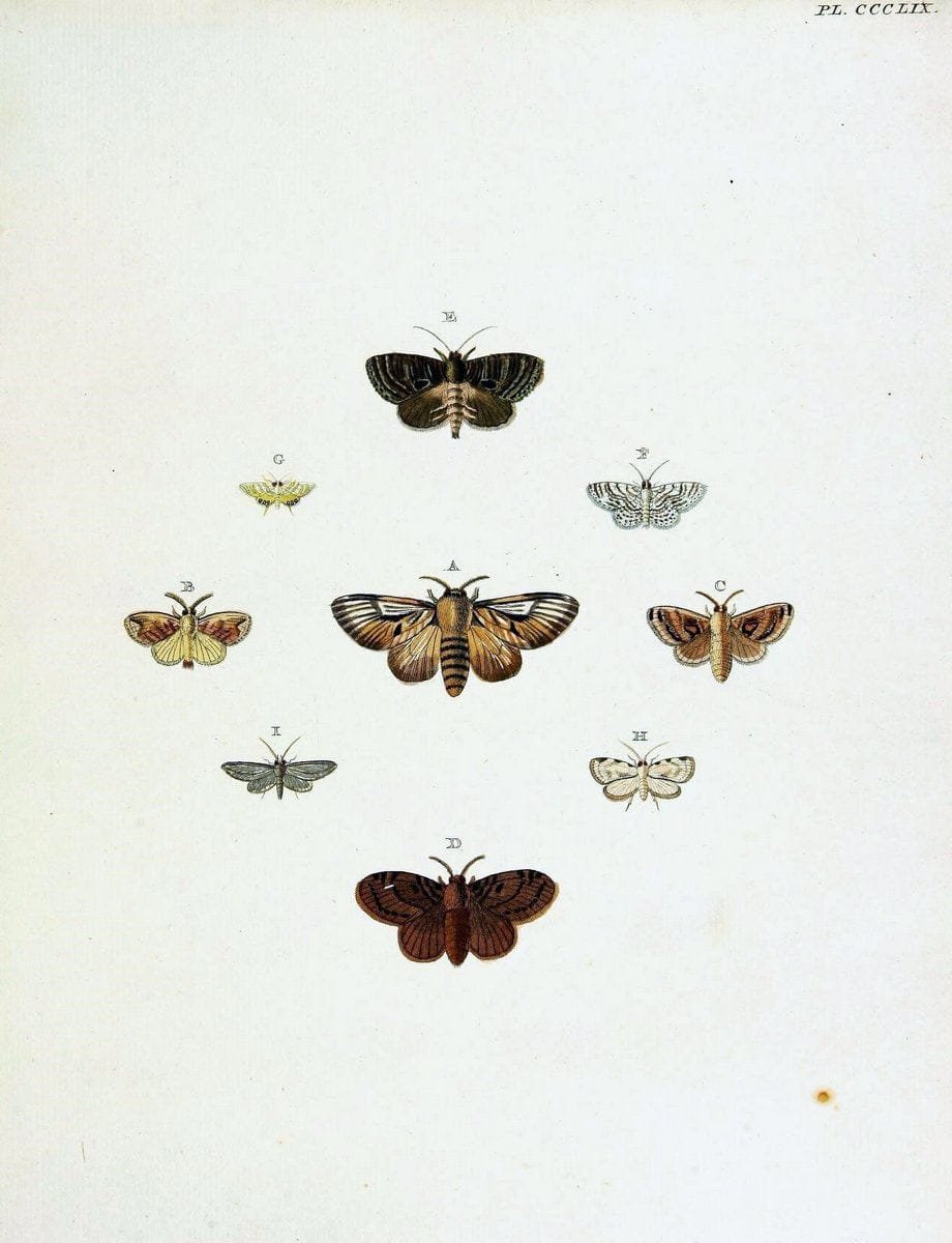De uitlandsche kapellen voorkomende in de drie waereld-deelen, Asia, Africa en America,. | Africa America Asia Lepidoptera Surinam "Cornell University Library" | Vintage Print Reproduction 466803