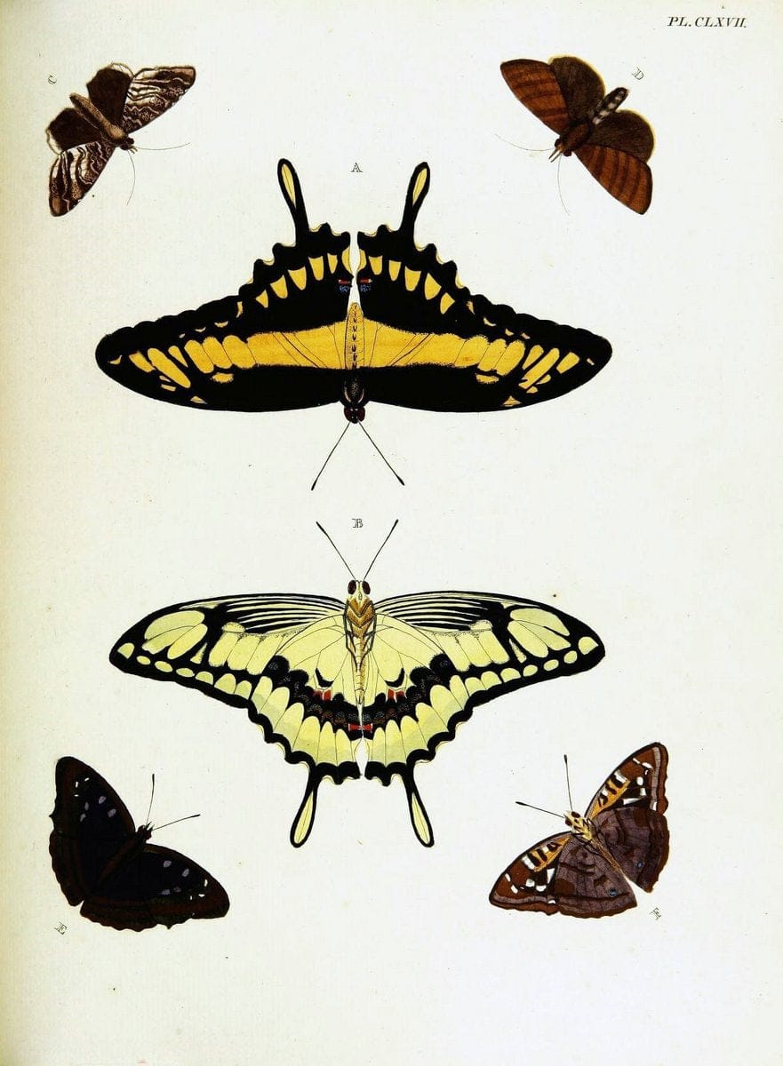 De uitlandsche kapellen voorkomende in de drie waereld-deelen, Asia, Africa en America,. | Africa America Asia Lepidoptera Surinam "Cornell University Library" | Vintage Print Reproduction 466804