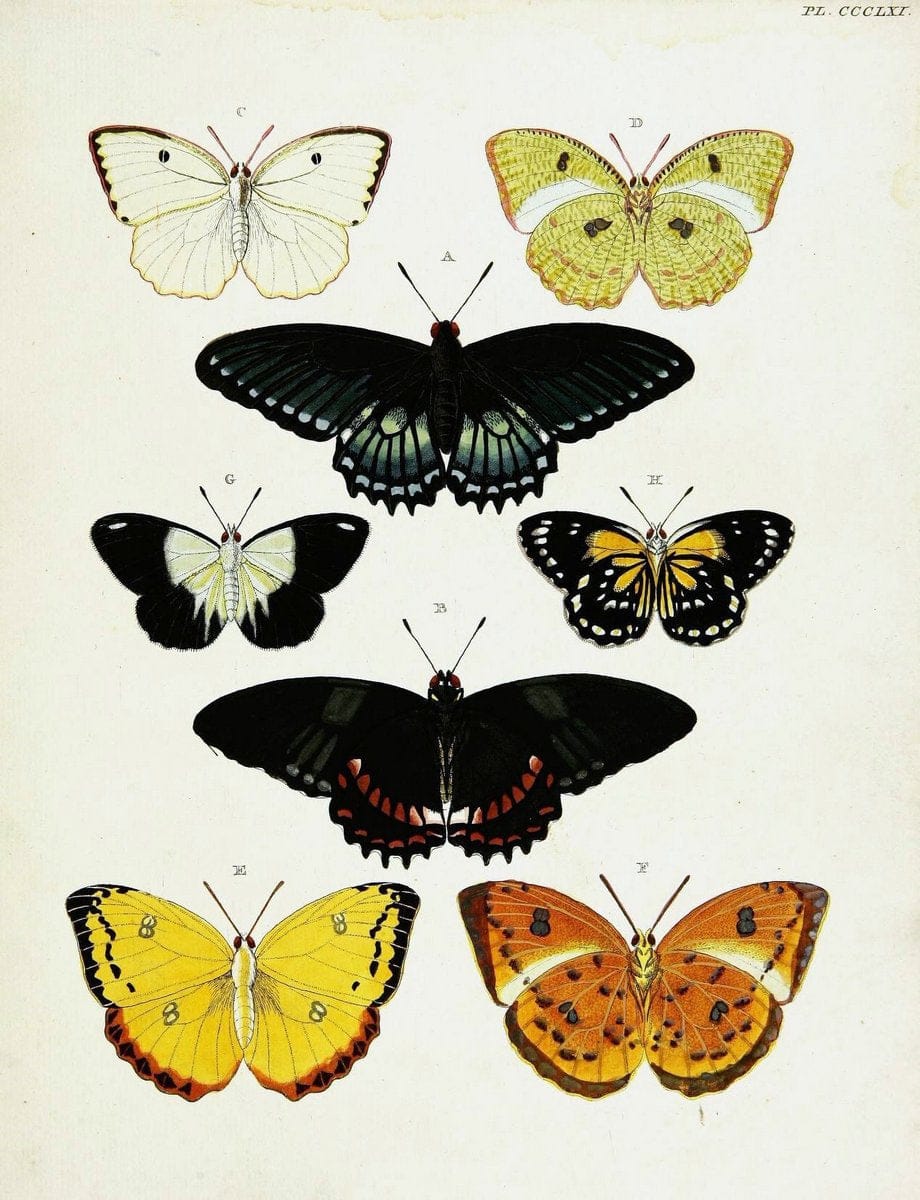 De uitlandsche kapellen voorkomende in de drie waereld-deelen, Asia, Africa en America,. | Africa America Asia Lepidoptera Surinam "Cornell University Library" | Vintage Print Reproduction 466807