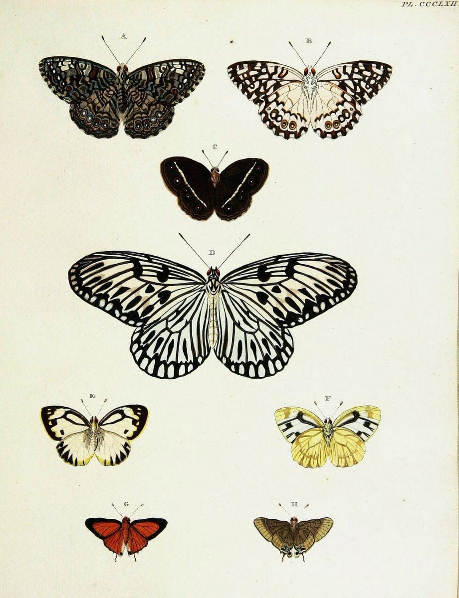 De uitlandsche kapellen voorkomende in de drie waereld-deelen, Asia, Africa en America,. | Africa America Asia Lepidoptera Surinam "Cornell University Library" | Vintage Print Reproduction 466808