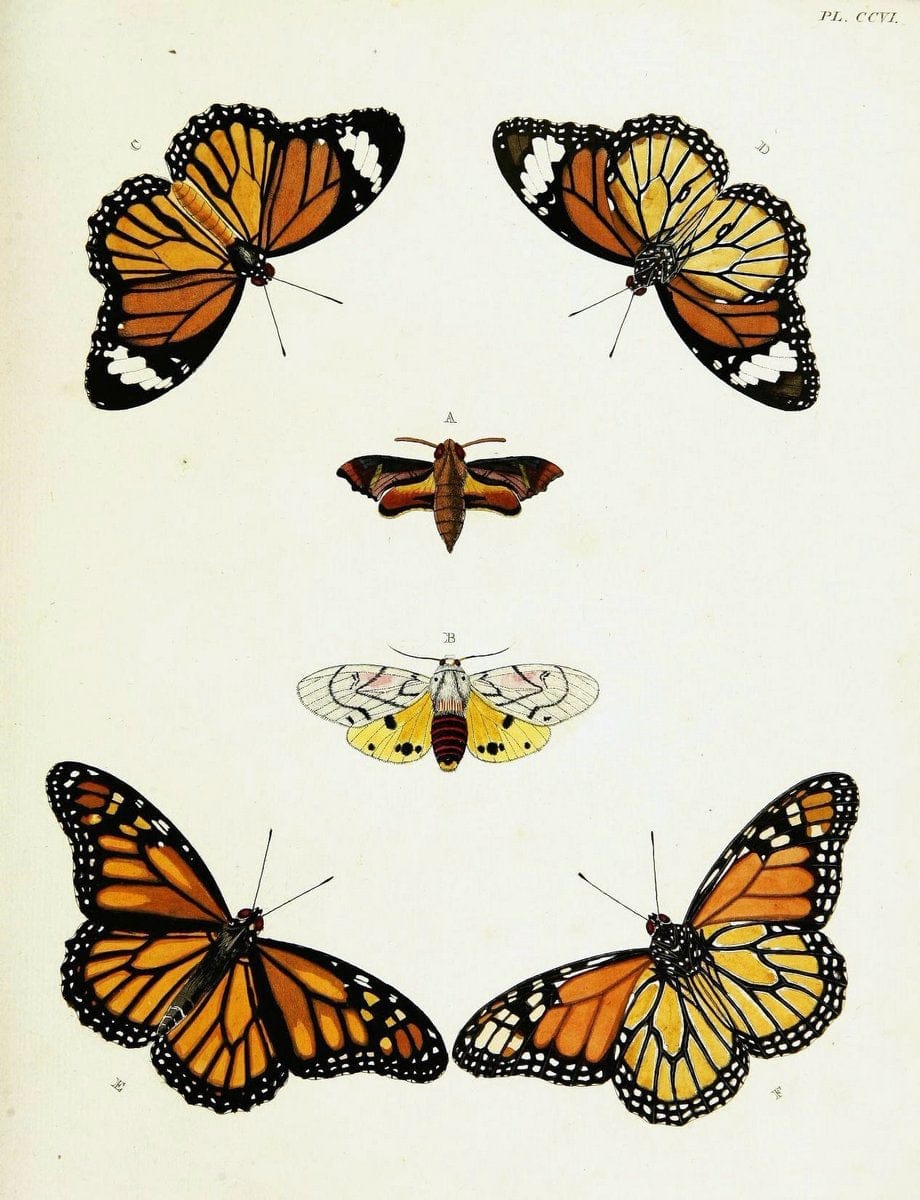De uitlandsche kapellen voorkomende in de drie waereld-deelen, Asia, Africa en America,. | Africa America Asia Lepidoptera Surinam "Cornell University Library" | Vintage Print Reproduction 466811