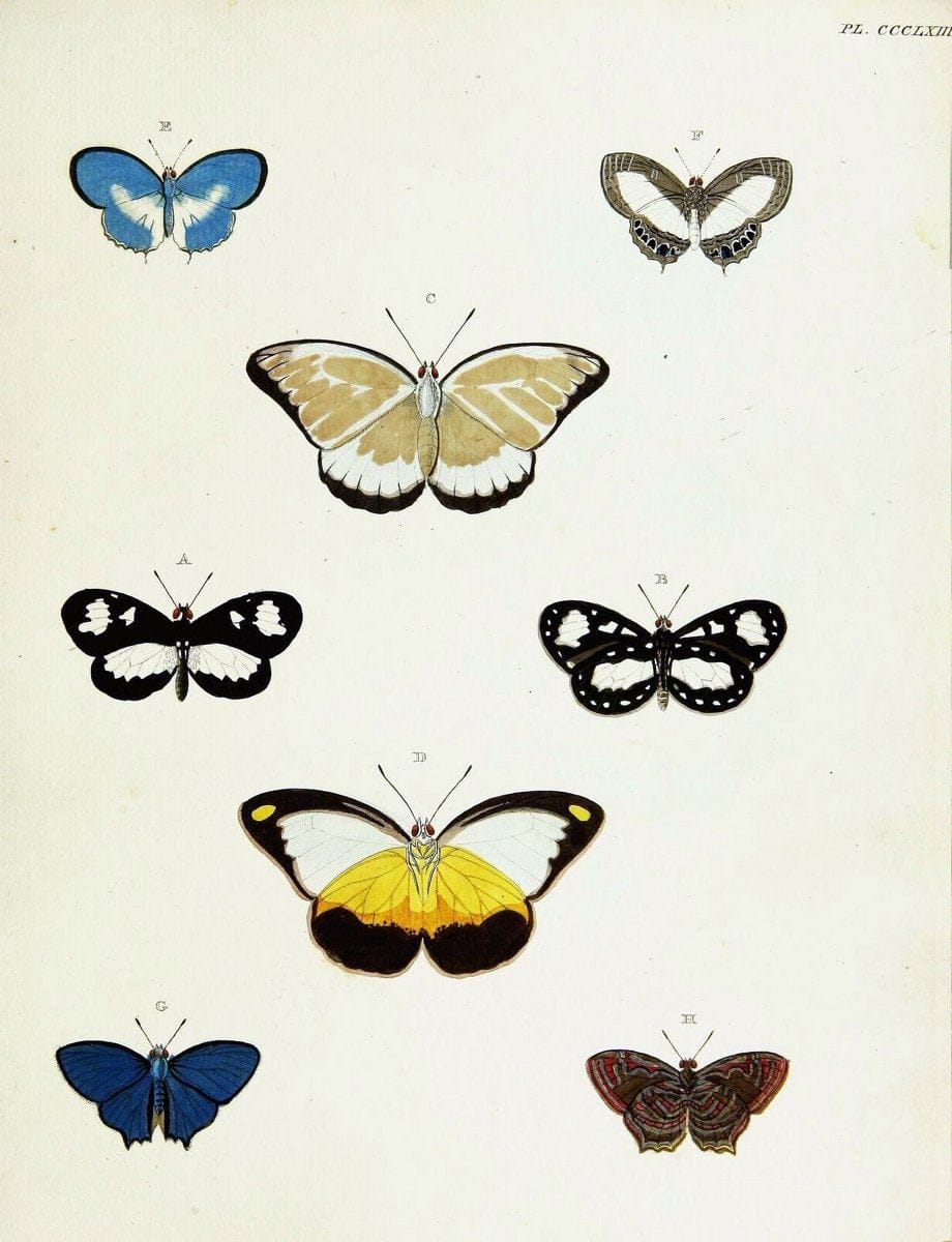 De uitlandsche kapellen voorkomende in de drie waereld-deelen, Asia, Africa en America,. | Africa America Asia Lepidoptera Surinam "Cornell University Library" | Vintage Print Reproduction 466812