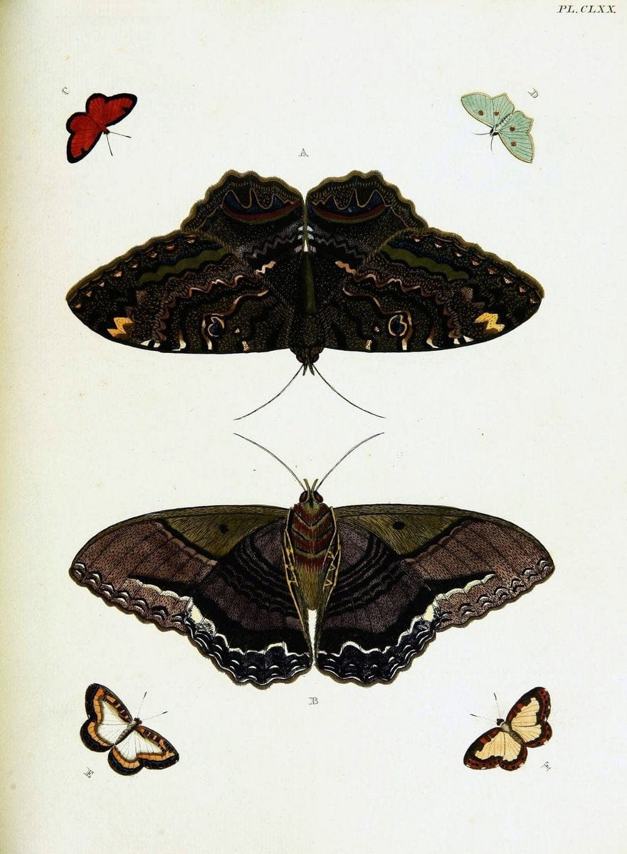 De uitlandsche kapellen voorkomende in de drie waereld-deelen, Asia, Africa en America,. | Africa America Asia Lepidoptera Surinam "Cornell University Library" | Vintage Print Reproduction 466813