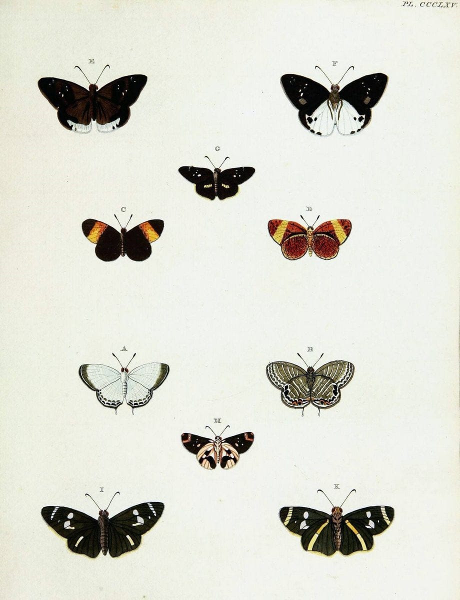 De uitlandsche kapellen voorkomende in de drie waereld-deelen, Asia, Africa en America,. | Africa America Asia Lepidoptera Surinam "Cornell University Library" | Vintage Print Reproduction 466816