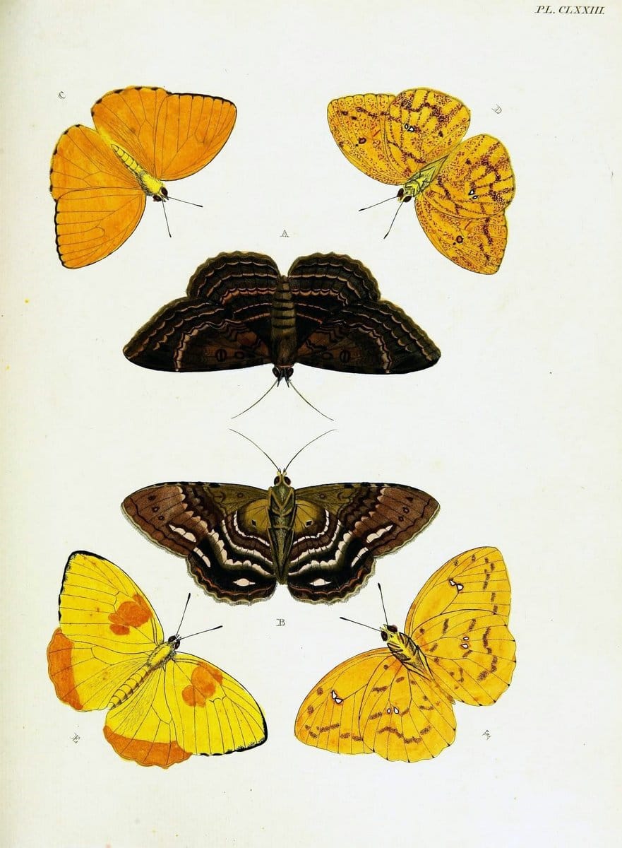 De uitlandsche kapellen voorkomende in de drie waereld-deelen, Asia, Africa en America,. | Africa America Asia Lepidoptera Surinam "Cornell University Library" | Vintage Print Reproduction 466818