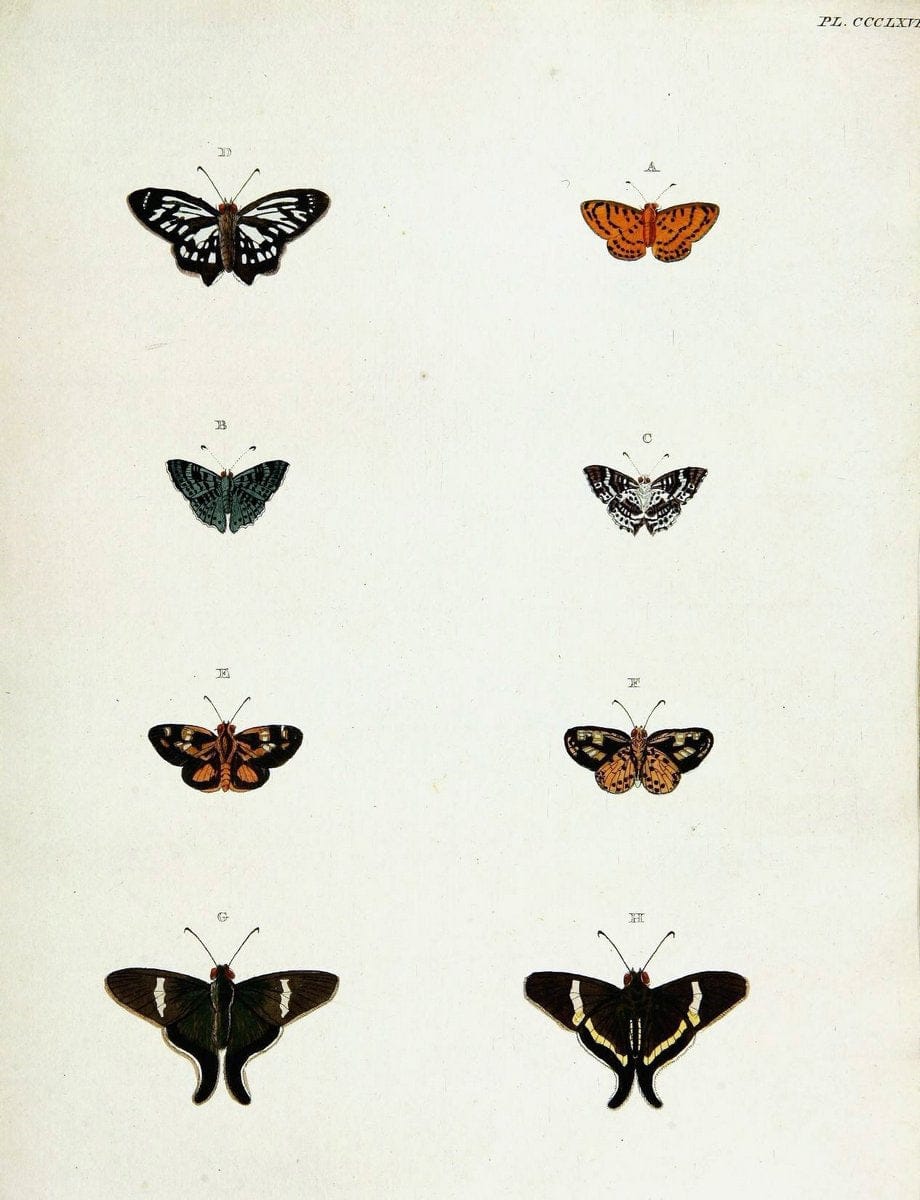 De uitlandsche kapellen voorkomende in de drie waereld-deelen, Asia, Africa en America,. | Africa America Asia Lepidoptera Surinam "Cornell University Library" | Vintage Print Reproduction 466819