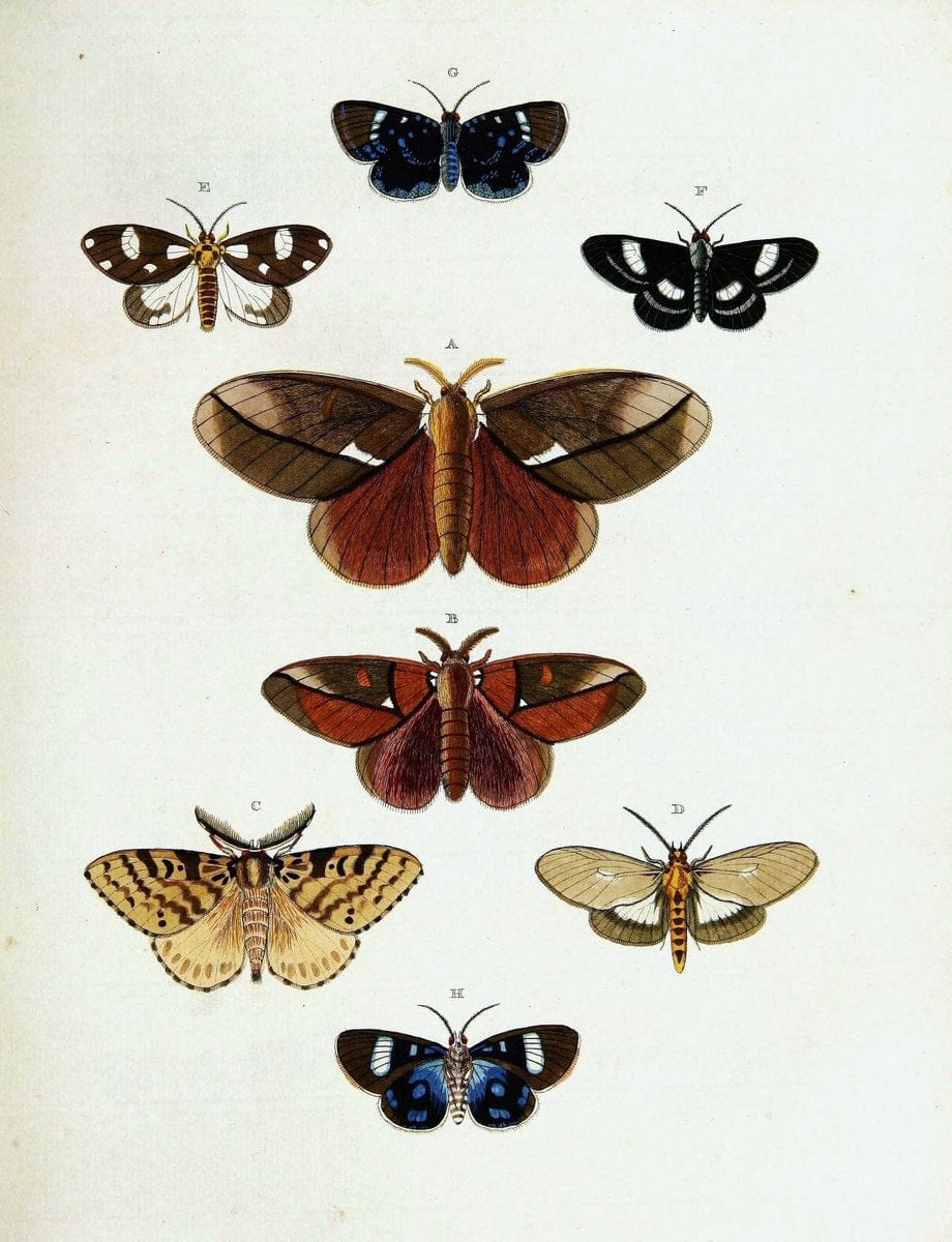 De uitlandsche kapellen voorkomende in de drie waereld-deelen, Asia, Africa en America,. | Africa America Asia Lepidoptera Surinam "Cornell University Library" | Vintage Print Reproduction 466824