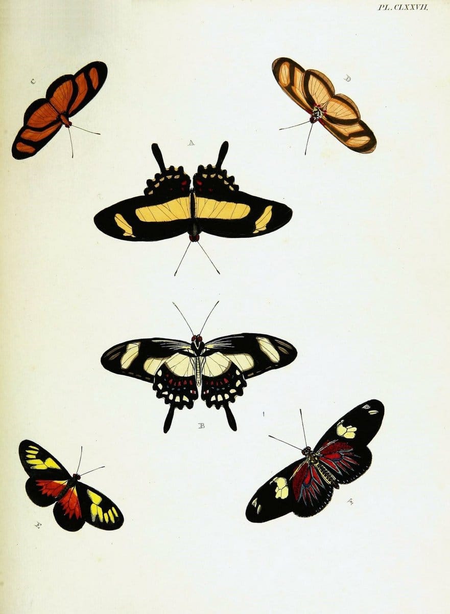 De uitlandsche kapellen voorkomende in de drie waereld-deelen, Asia, Africa en America,. | Africa America Asia Lepidoptera Surinam "Cornell University Library" | Vintage Print Reproduction 466826