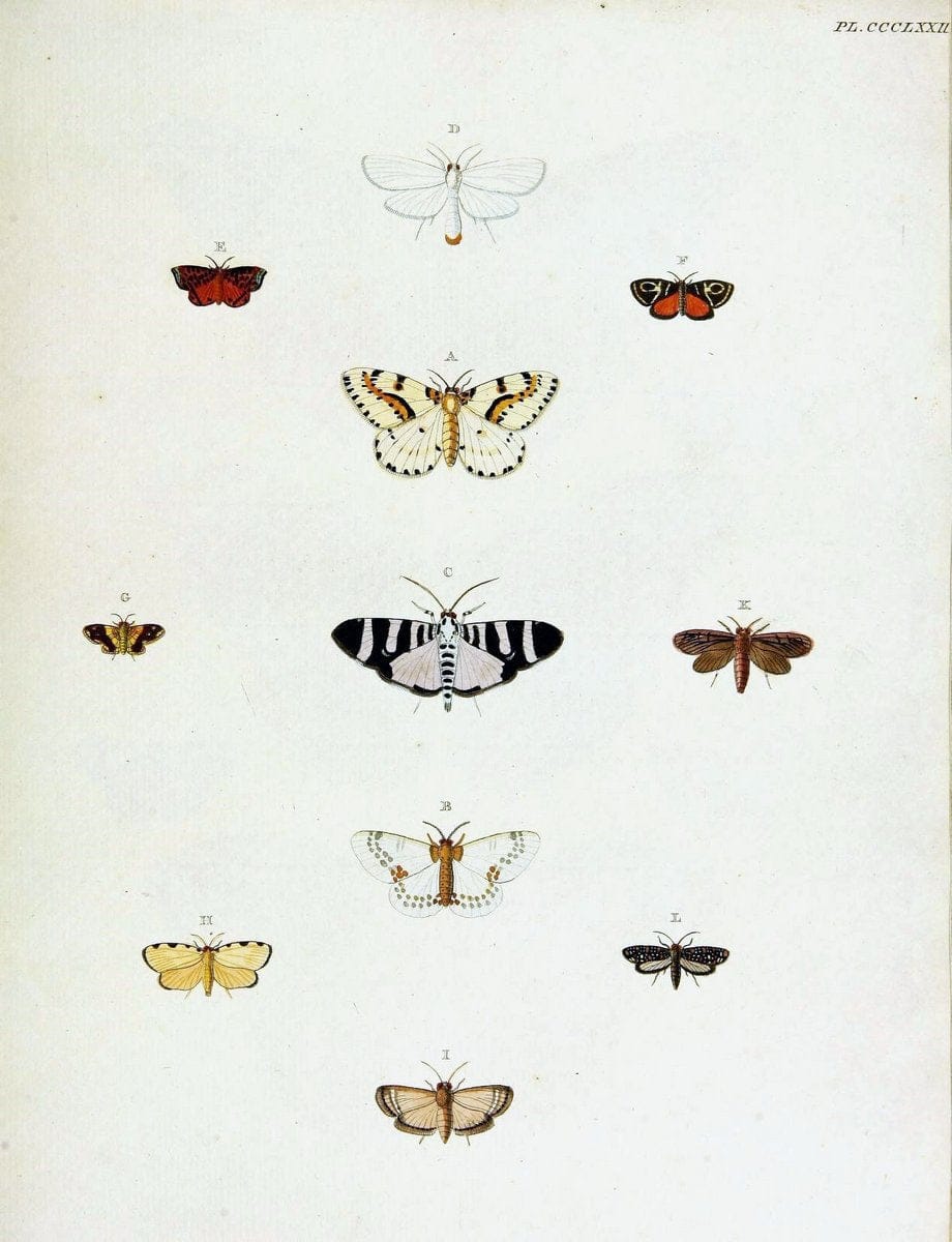 De uitlandsche kapellen voorkomende in de drie waereld-deelen, Asia, Africa en America,. | Africa America Asia Lepidoptera Surinam "Cornell University Library" | Vintage Print Reproduction 466831