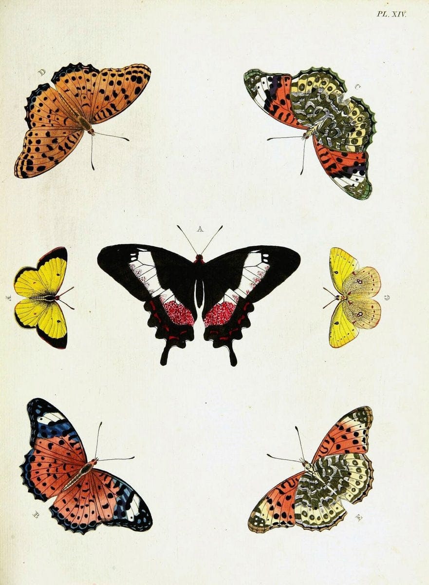 De uitlandsche kapellen voorkomende in de drie waereld-deelen, Asia, Africa en America,. | Africa America Asia Lepidoptera Surinam "Cornell University Library" | Vintage Print Reproduction 466832