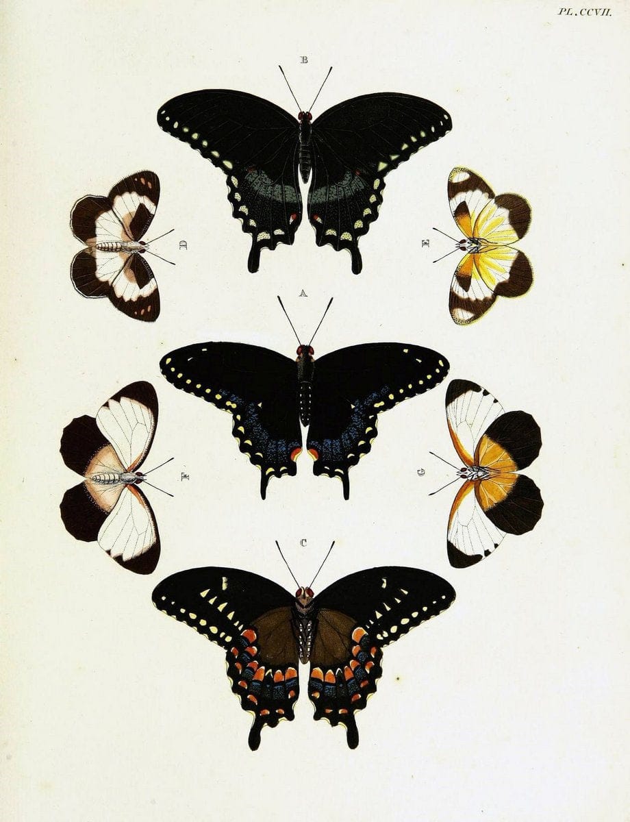 De uitlandsche kapellen voorkomende in de drie waereld-deelen, Asia, Africa en America,. | Africa America Asia Lepidoptera Surinam "Cornell University Library" | Vintage Print Reproduction 466833